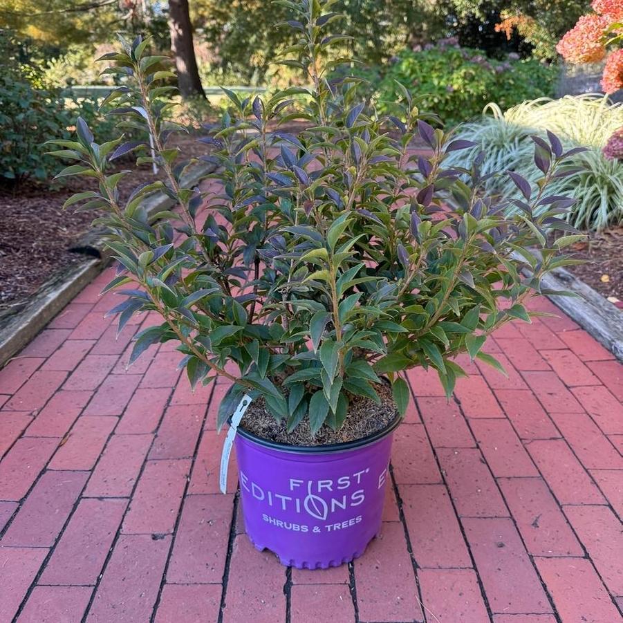 Forsythia Spring Fling® PP35518