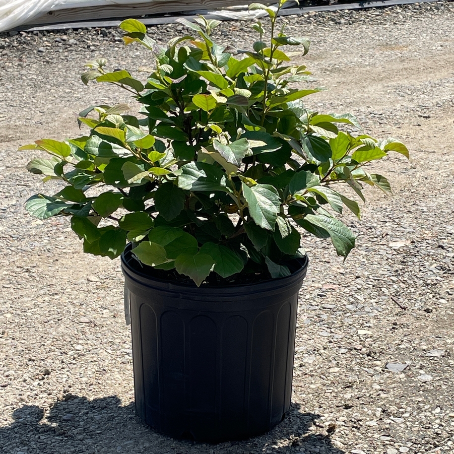 Fothergilla gardenii Mt. Airy