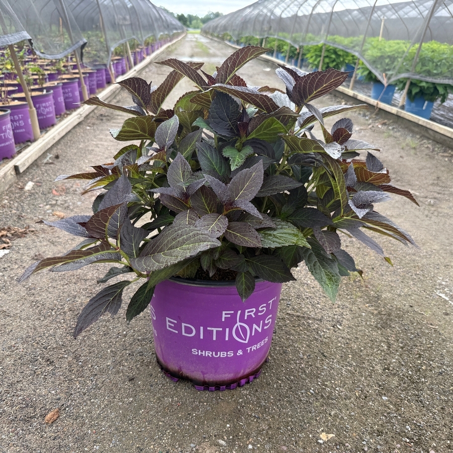 Hydrangea macrophylla First Edition® Eclipse® PP34544
