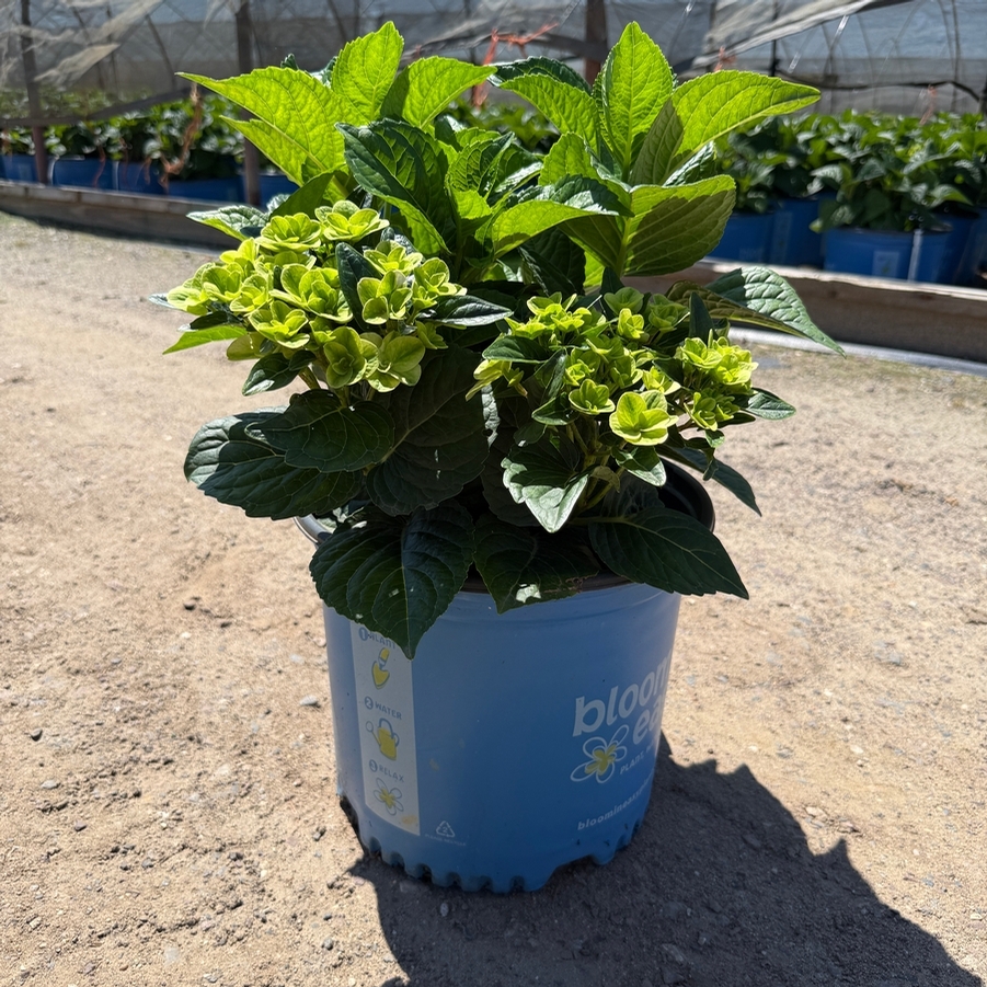 Hydrangea macrophylla Grin and Tonic™ PP35207