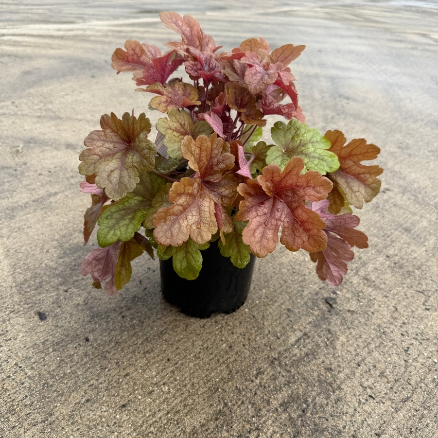 Heucherella Buttered Rum