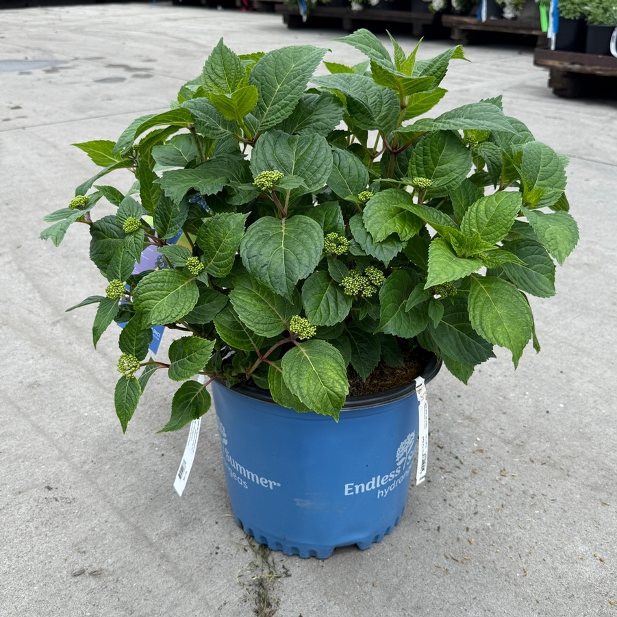 Hydrangea macrophylla Pop Star™ PP33708
