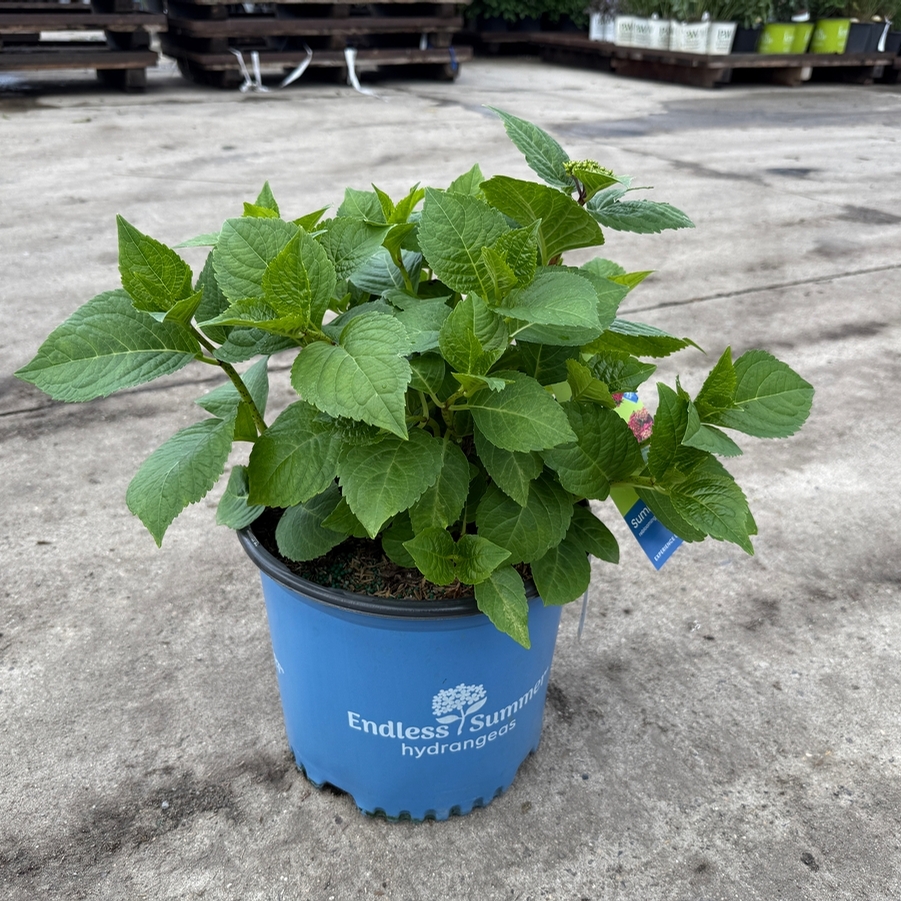 Hydrangea macrophylla Summer Crush®