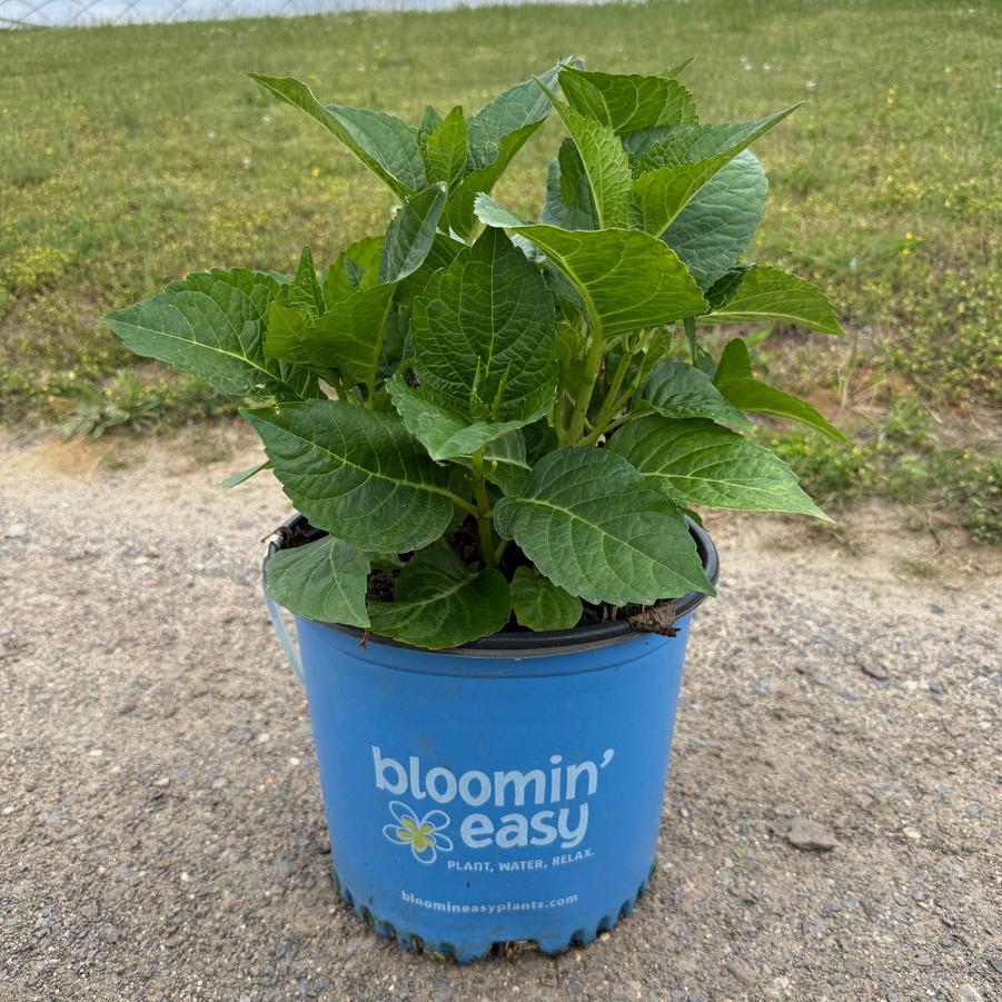 Hydrangea macrophylla Tilt-A-Swirl® PP26426
