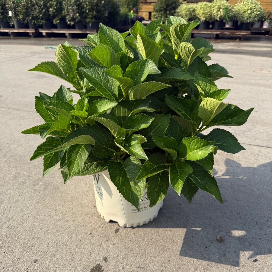Hydrangea macrophylla Wee Bit Giddy® PP32317