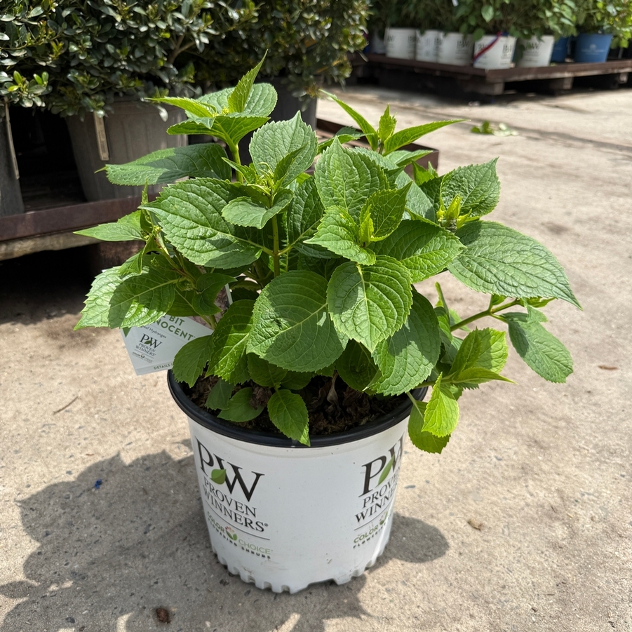 Hydrangea macrophylla Wee Bit Innocent® PP35815