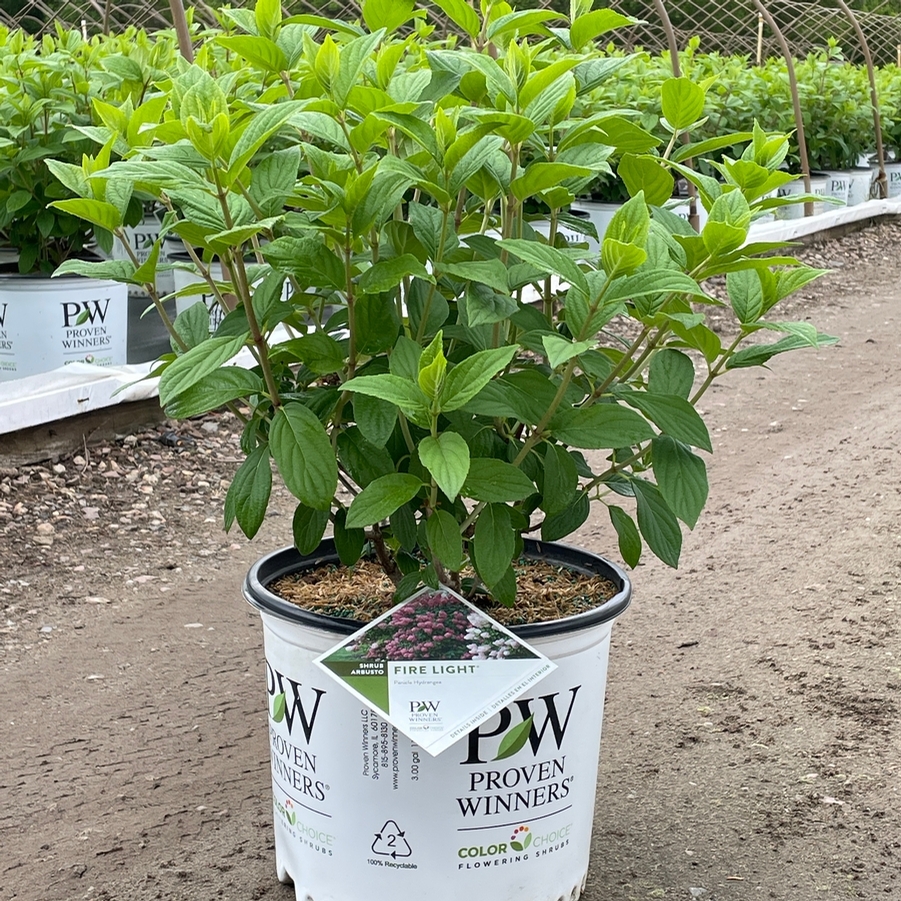 Hydrangea paniculata Fire Light®