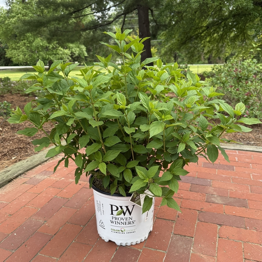 Hydrangea paniculata Limelight PP12874