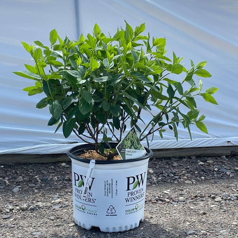 Hydrangea paniculata Limelight Prime® PP32511