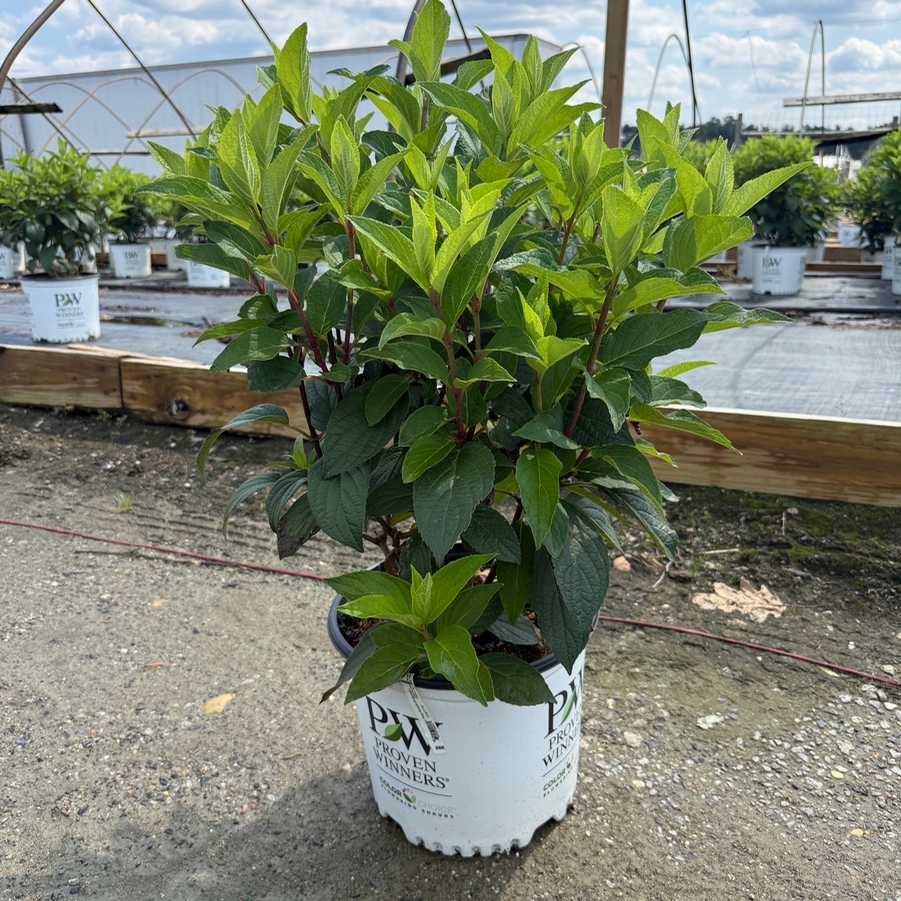 Hydrangea paniculata Pinky Winky® PP16166