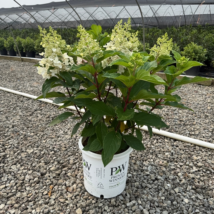 Hydrangea paniculata Pinky Winky® PP16166