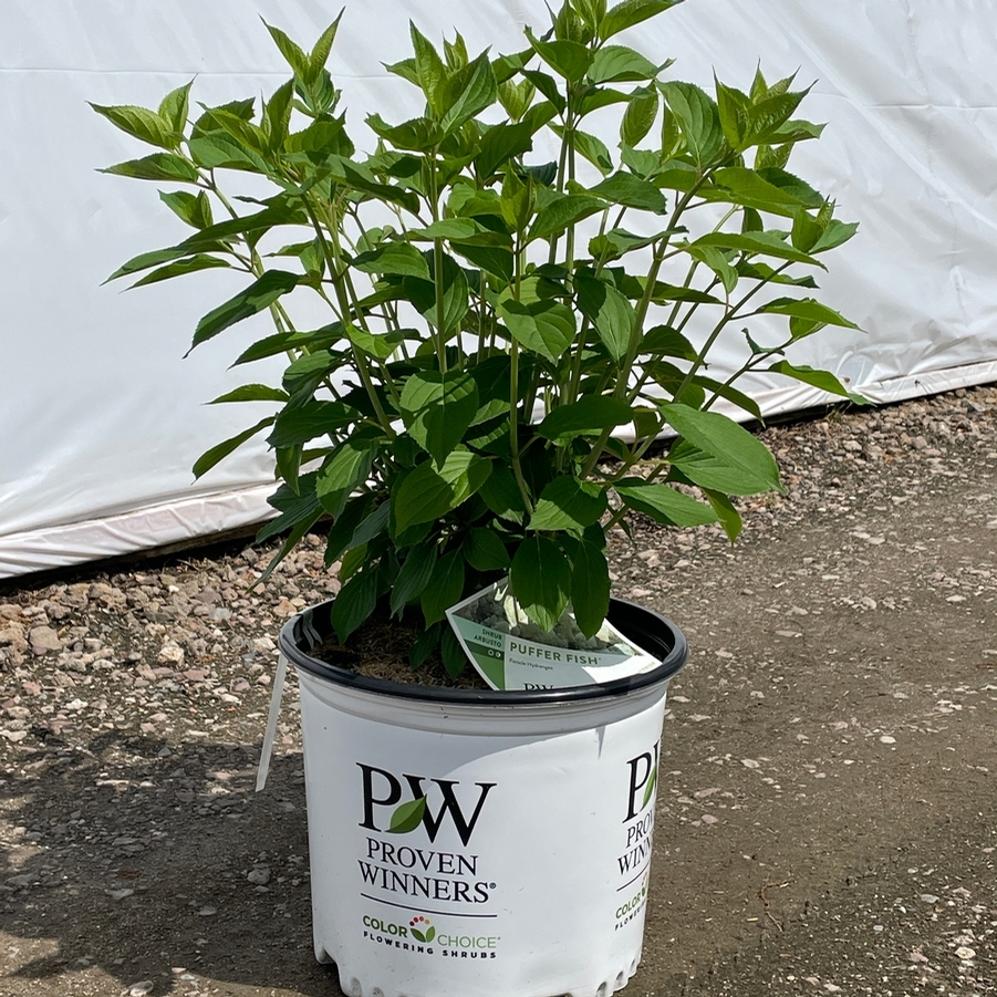 Hydrangea paniculata Puffer Fish® PP35316