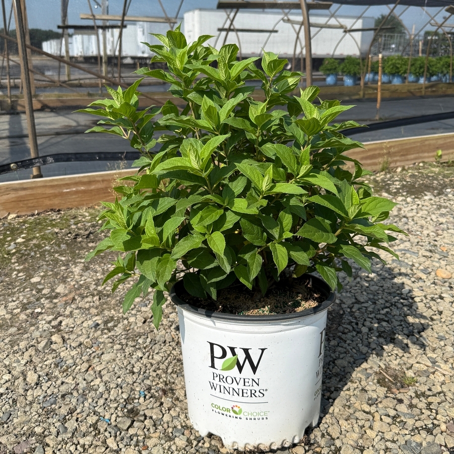 Hydrangea paniculata Quick Fire Fab® PP32513