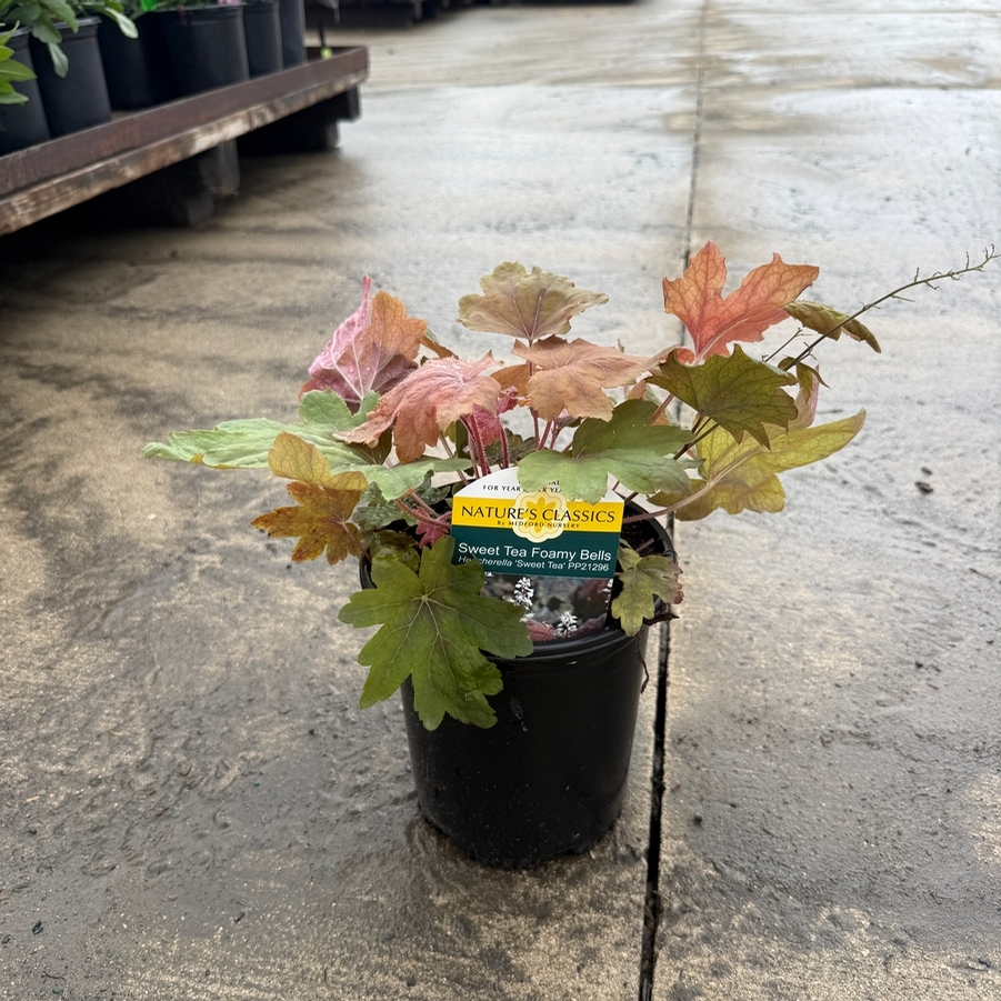Heucherella Sweet Tea