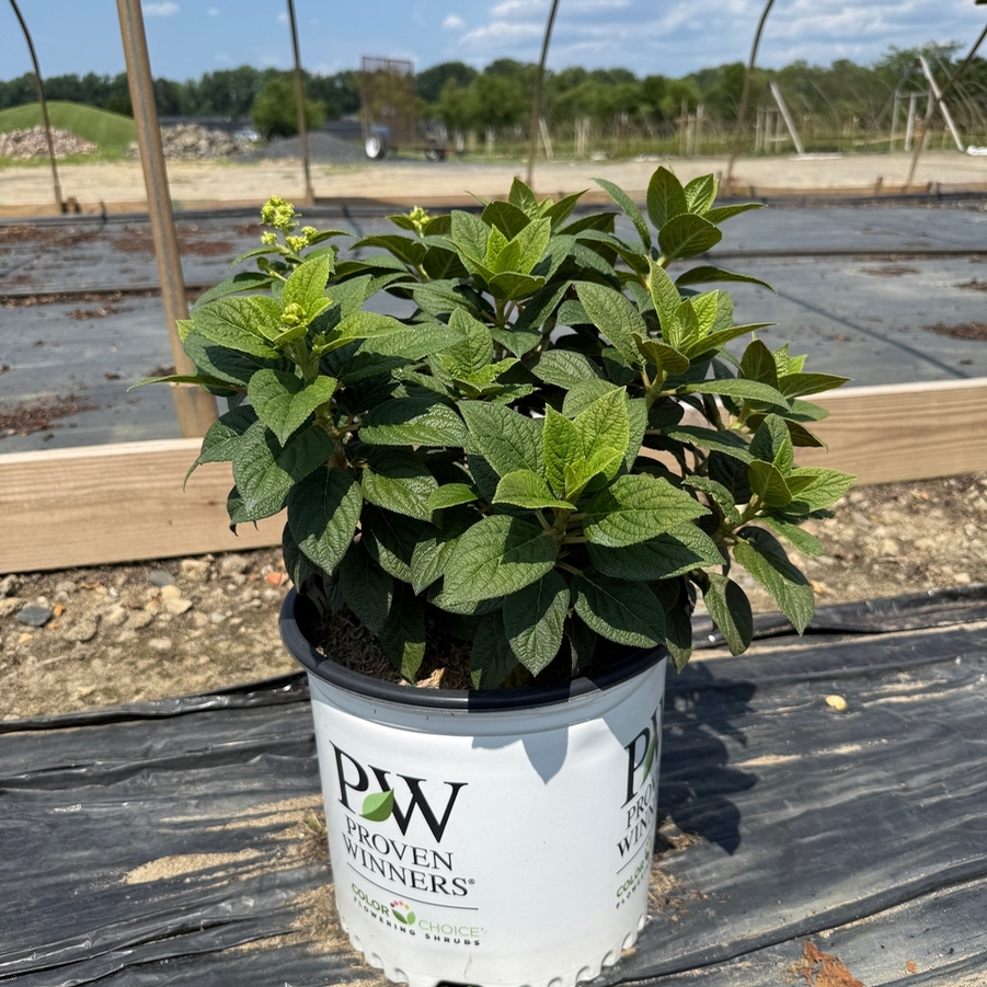 Hydrangea paniculata Tiny Quick Fire® PP34468