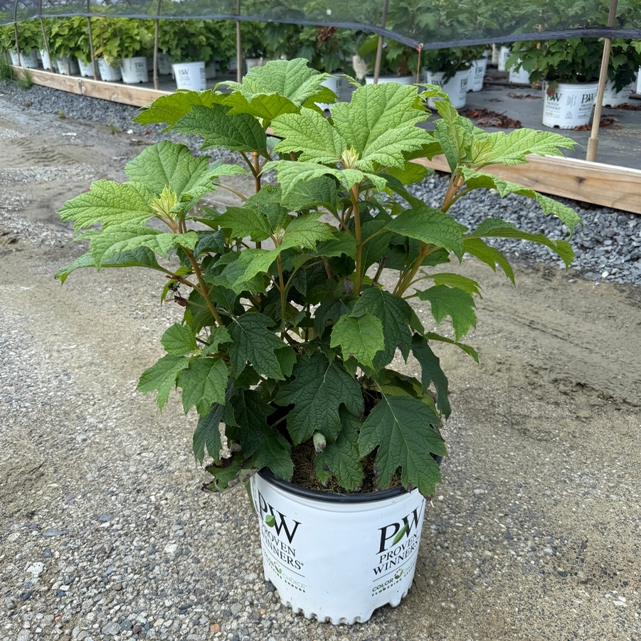 Hydrangea quercifolia Gatsby Gal® PP25106