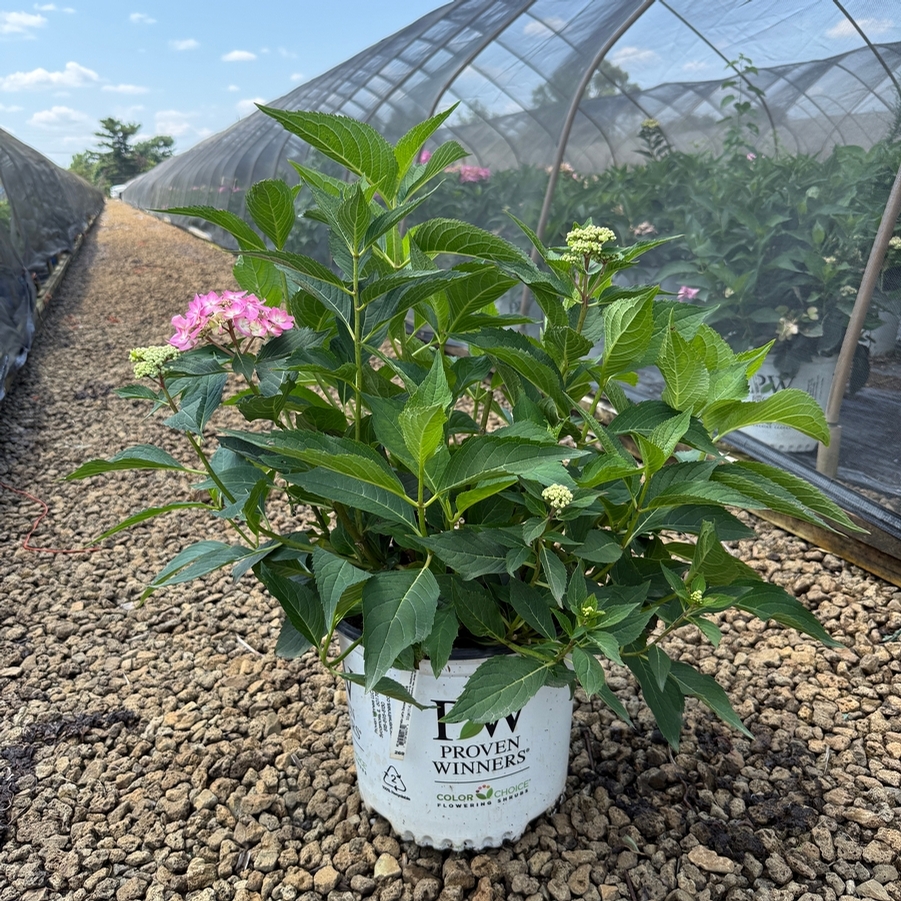 Hydrangea serrata Let's Dance Can Do!® PP32548