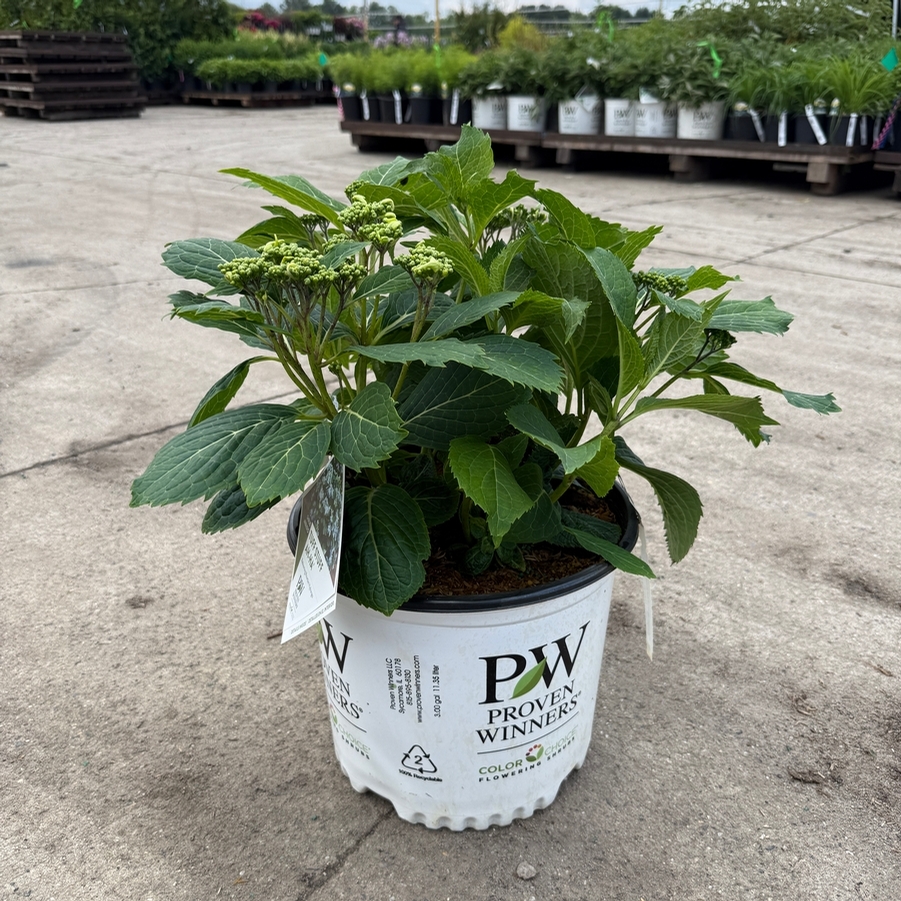 Hydrangea serrata Tuff Stuff Ah-Ha® PP29832