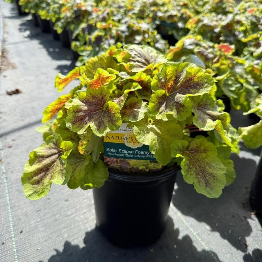 Heucherella Solar Eclipse