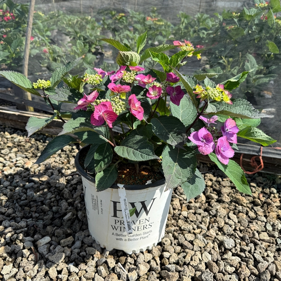 Hydrangea serrata Tuff Stuff Top Fun®