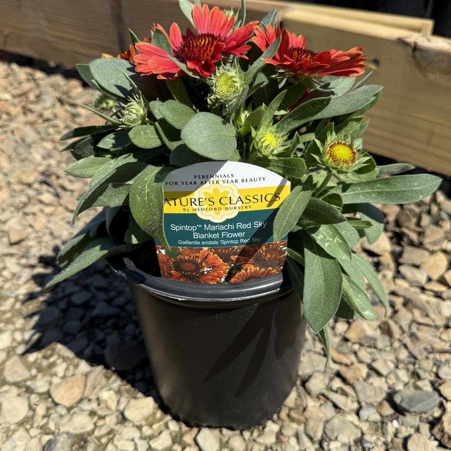 Gaillardia aristata Spintop™ Mariachi Red Sky PPAF