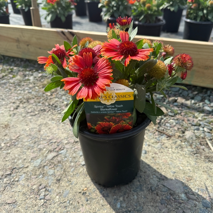 Gaillardia aristata Spintop™ Yellow Touch PP29206