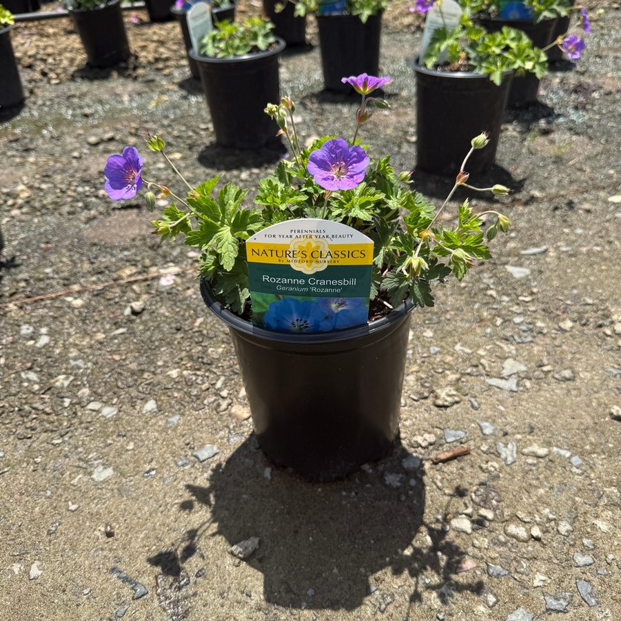 Geranium Rozanne®
