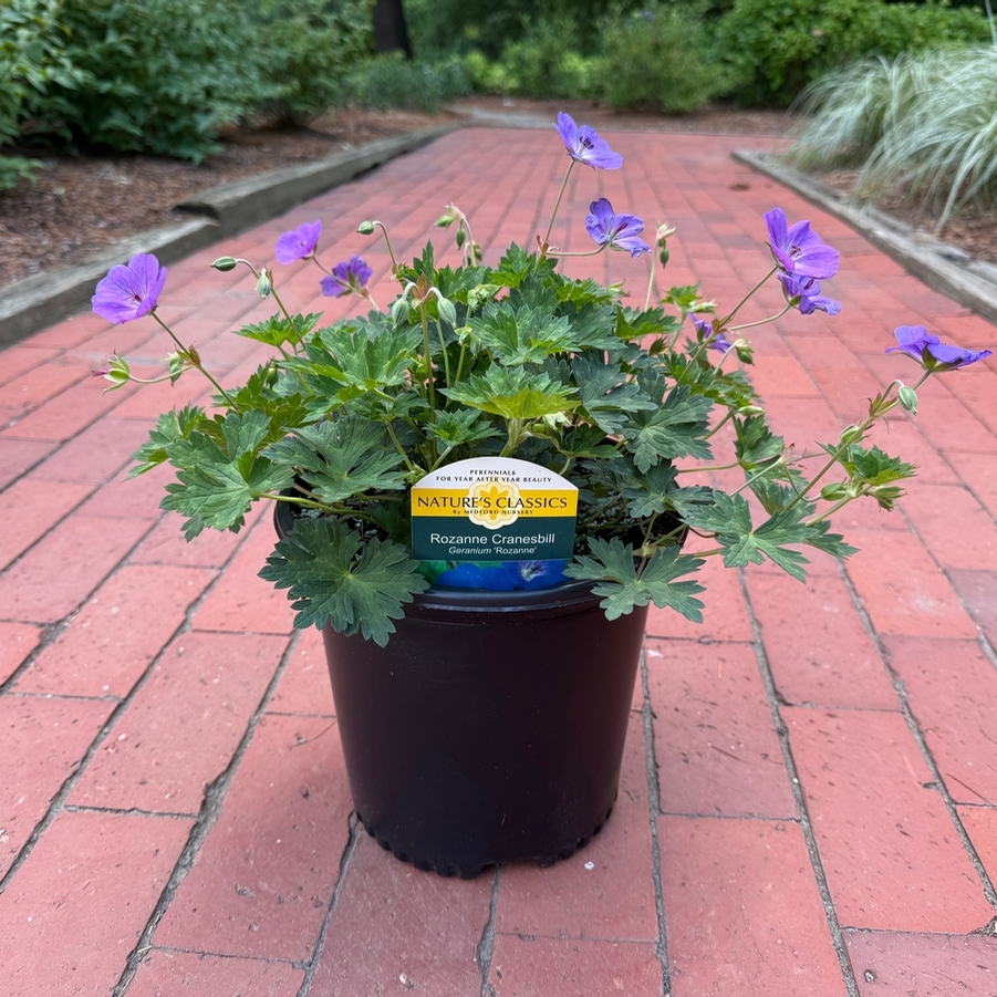 Geranium Rozanne®