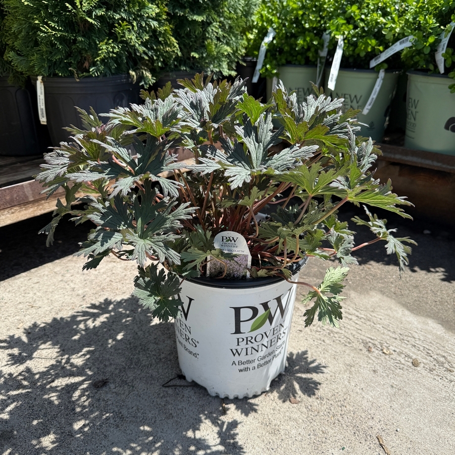 Geranium pratense Boom Chocolatta