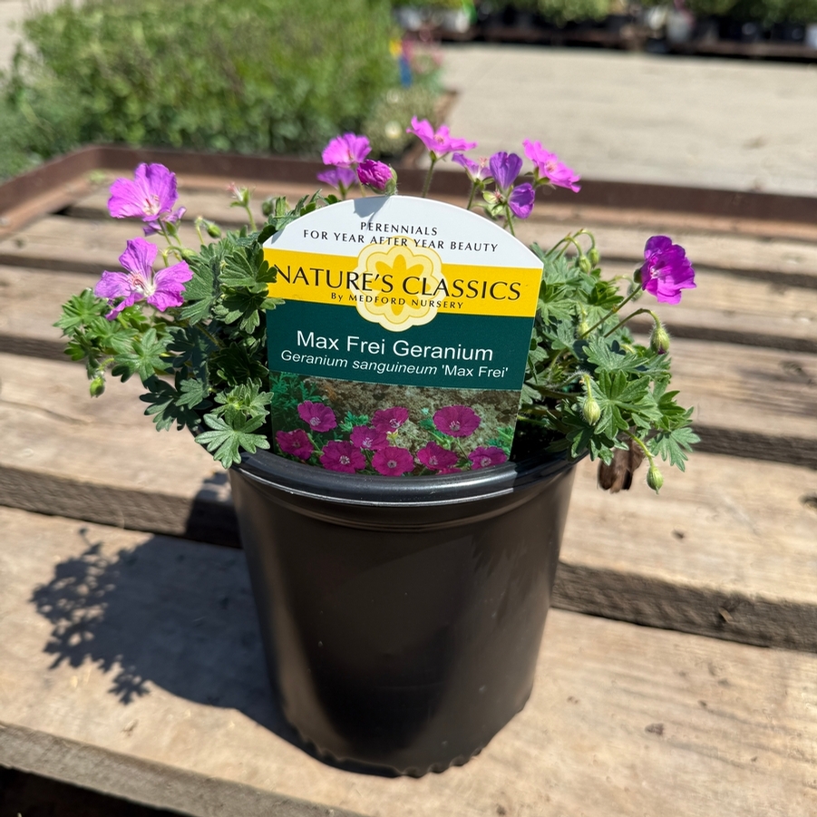 Geranium sanguinea Max Frei