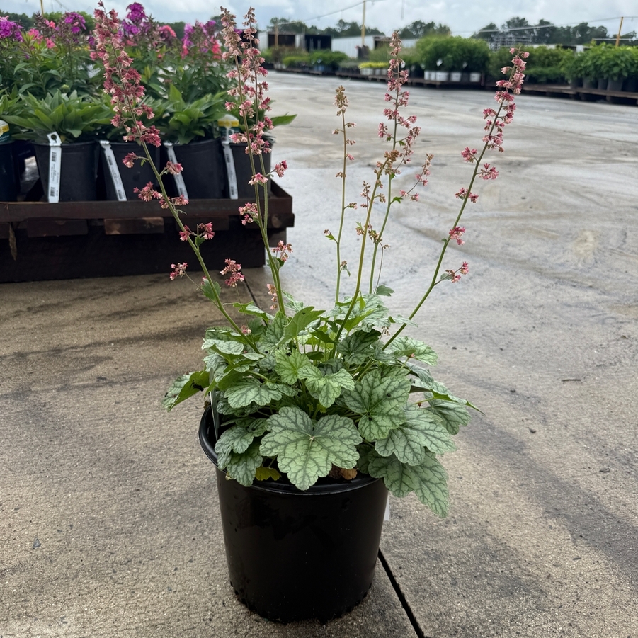 Heuchera Berry Timeless