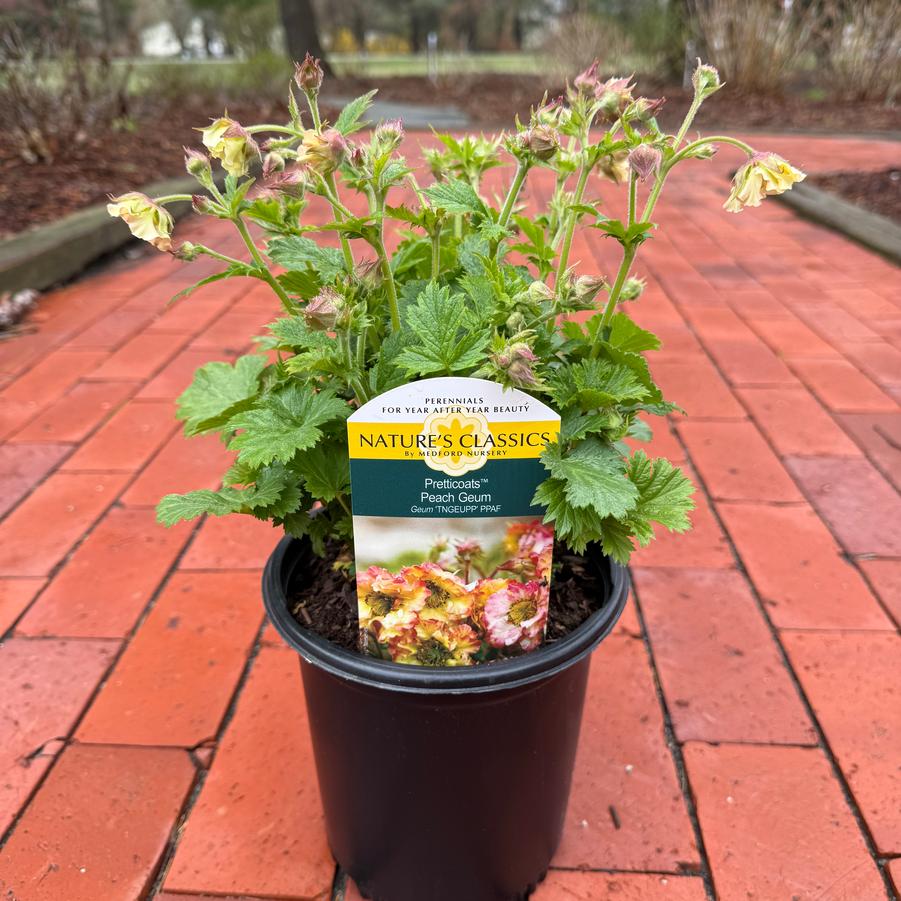 Geum Pretticoats™ Peach PP31208