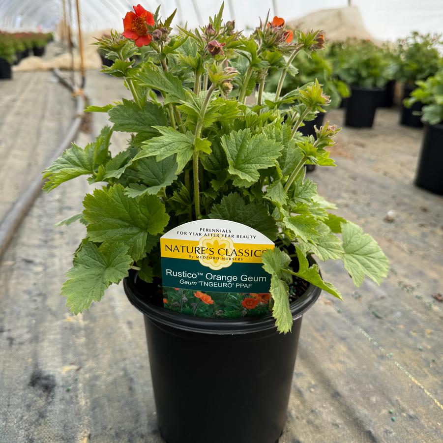 Geum Rustico™ Orange PP28238