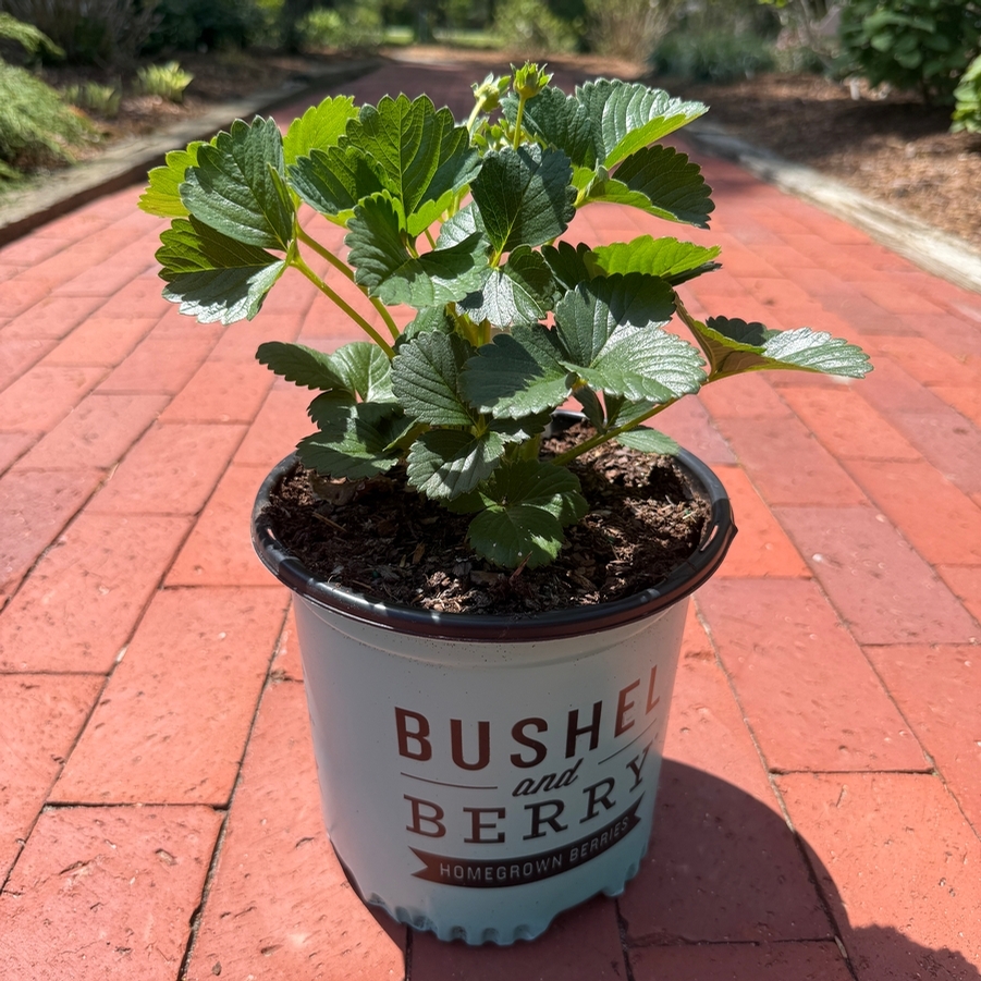 Fragaria x Elan Snowy Belle™