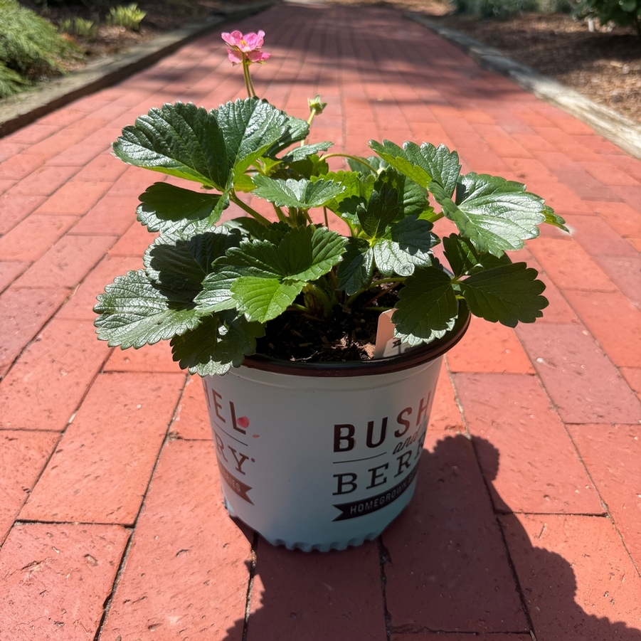 Fragaria x Frisan Rosy Belle™