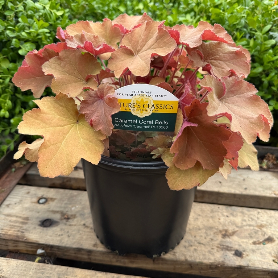 Heuchera Caramel