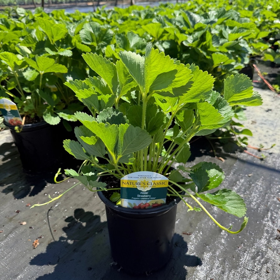 Fragaria x ananassa Allstar