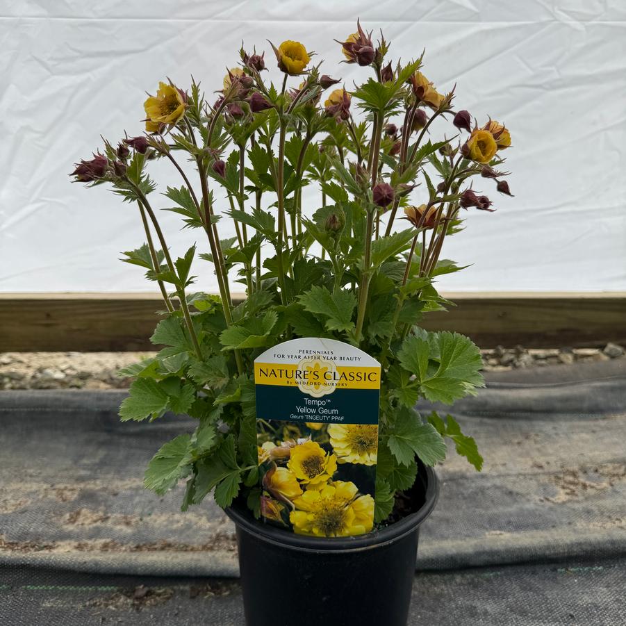 Geum Tempo™ Yellow
