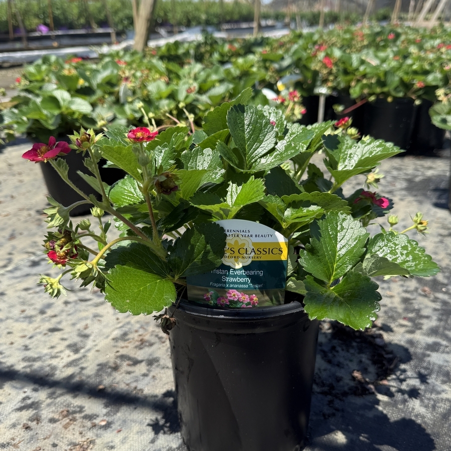 Fragaria x ananassa Tristan