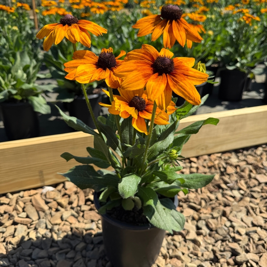 Echibeckia Summerina® Yellow