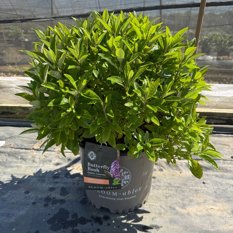 Buddleia davidii Dapper® Lavender