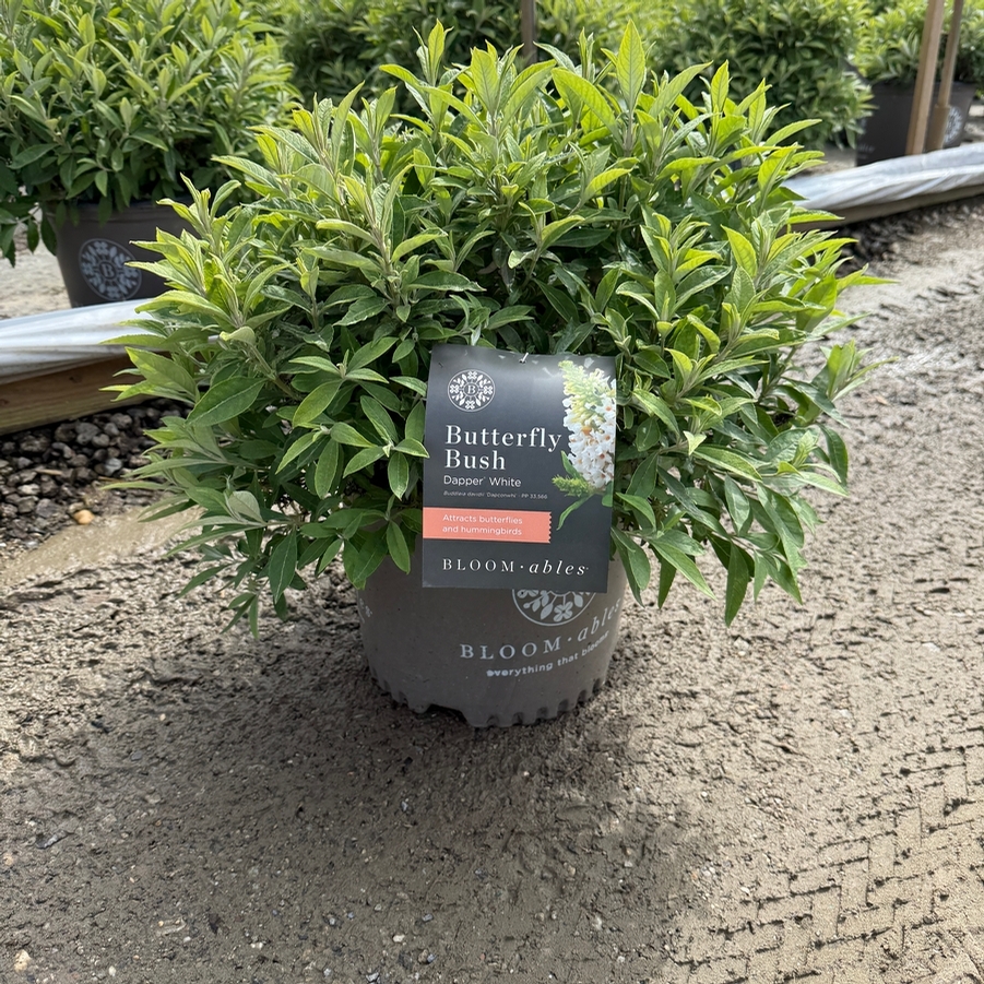 Buddleia davidii Dapper® White