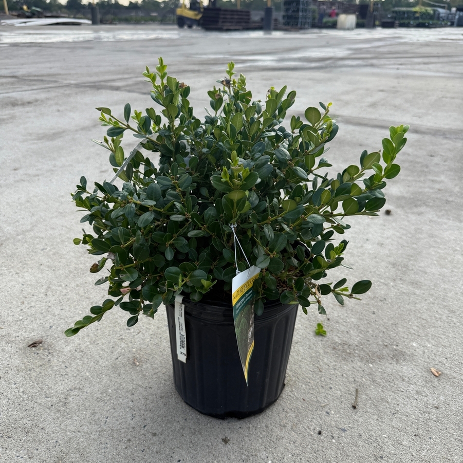 Buxus microphylla kor. Wintergreen