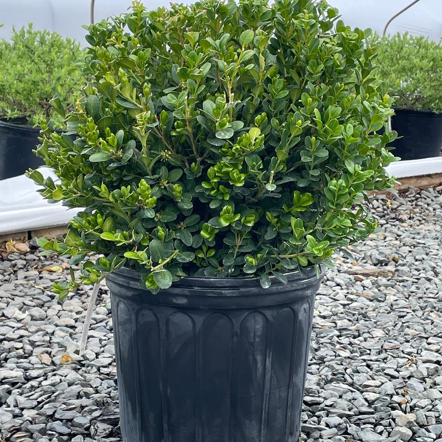 Buxus microphylla kor. Wintergreen