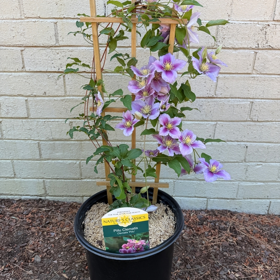 Clematis x Piilu