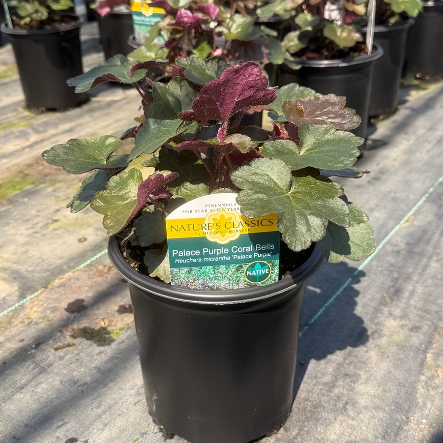 Heuchera micrantha Palace Purple
