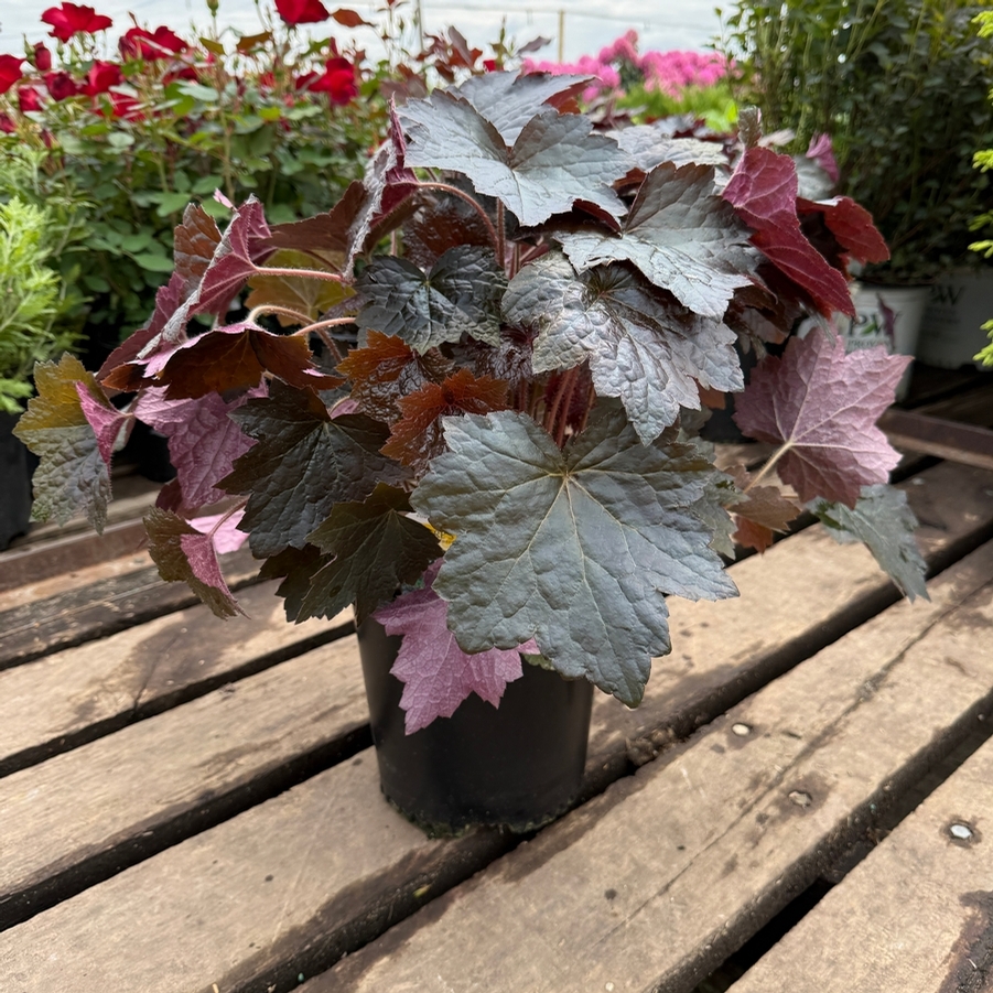 Heuchera micrantha Palace Purple