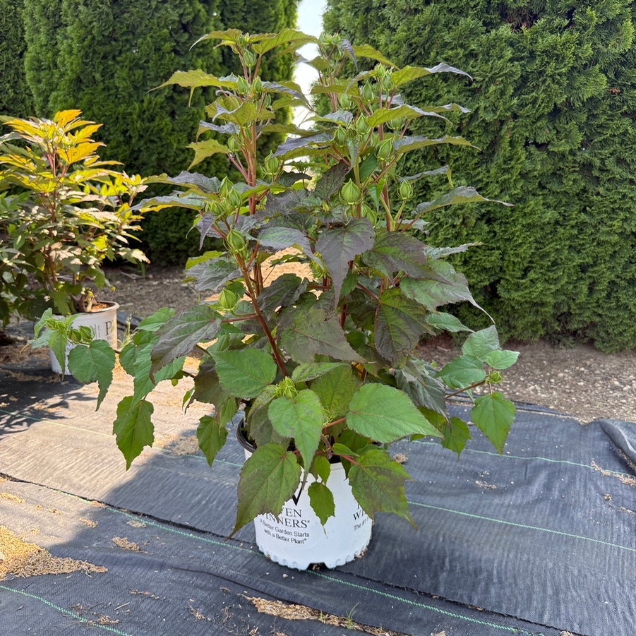 Hibiscus Summerific® Berry Awesome PP27936
