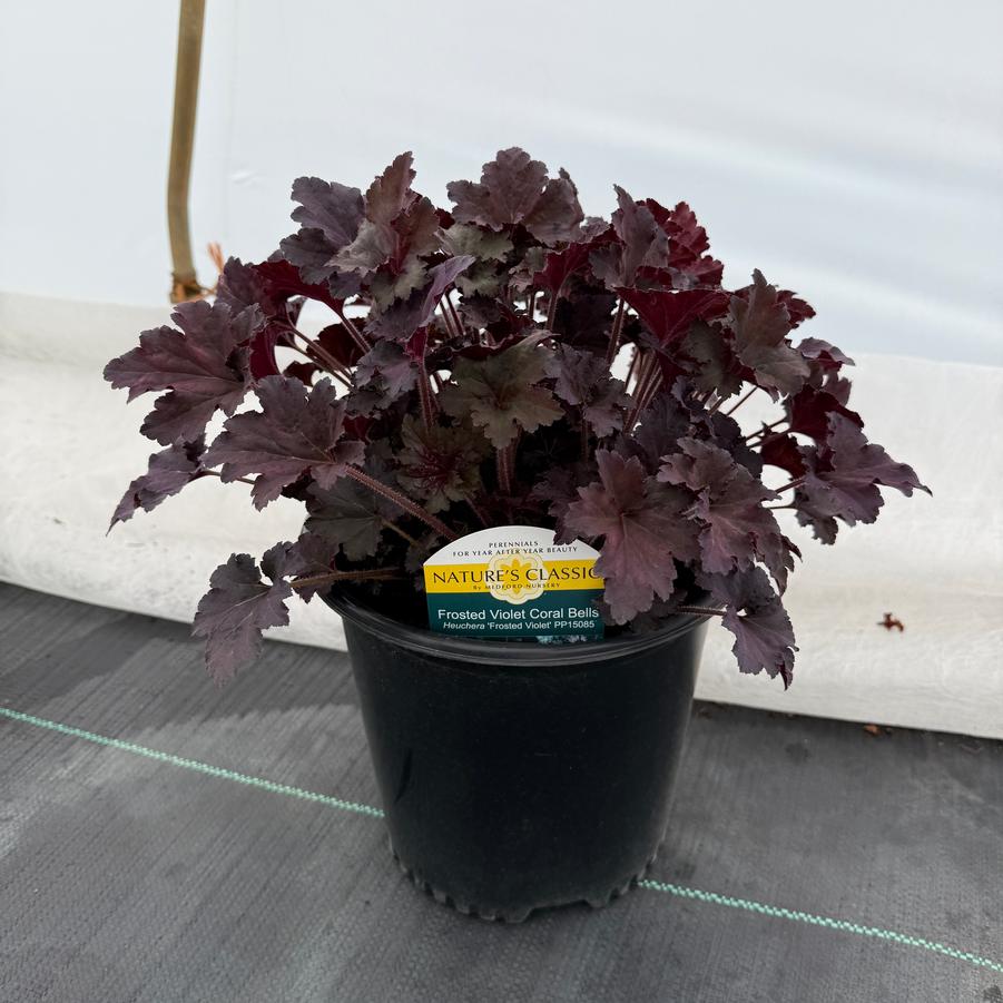 Heuchera Frosted Violet