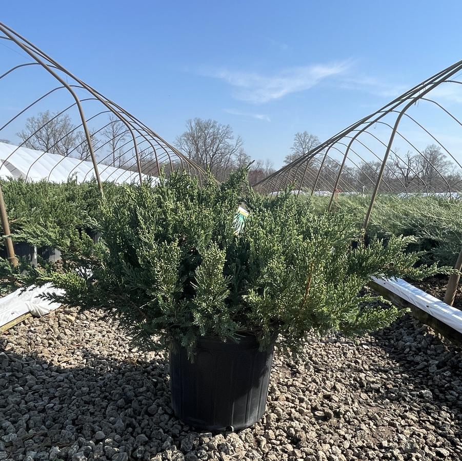 Juniperus squamata Parsoni